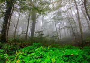 طرح‌های صیانتی جنگل‌های شمال از سال آینده اجرا می‌شود/ انتخاب مجریان برای ۲۸ حوزه آبخیز هیرکانی