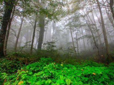 طرح‌های صیانتی جنگل‌های شمال از سال آینده اجرا می‌شود/ انتخاب مجریان برای ۲۸ حوزه آبخیز هیرکانی