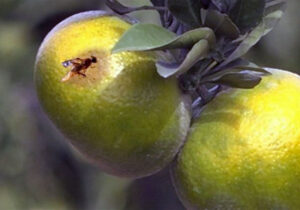 آفت مگس مدیترانه‌ای در کمین میوه‌های پاییزی گلستان