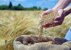 جهش ۵۴ درصدی نفوذ ارقام جدید گندم در مزارع خوزستان