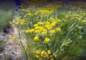 کشت رازیانه در ۳هزار هکتار از اراضی رزن + فیلم