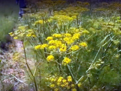 کشت رازیانه در ۳هزار هکتار از اراضی رزن + فیلم