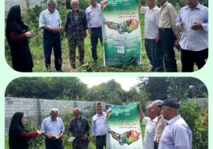 برگزاری کارگاه‌های آموزشی کنترل مگس میوه مدیترانه‌ای در مازندران