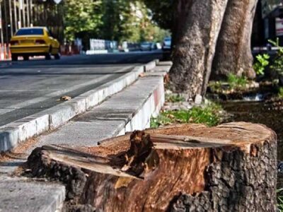 درختان این خیابان معروف را با ترزیق ماده‌ای عجیب از پا درآوردند!