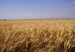 چرا استاندارد ۱۰۴ و تولید گندم کیفی اجرایی نمیشود؟