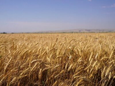 چرا استاندارد ۱۰۴ و تولید گندم کیفی اجرایی نمی‌شود؟