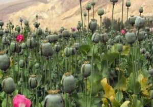 پیدا و پنهان کشت خشخاش برای تولید داروهای حیاتی