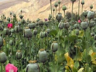 پیدا و پنهان کشت خشخاش برای تولید داروهای حیاتی