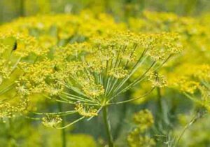 کشت رازیانه برای اولین بار در کردستان + فیلم