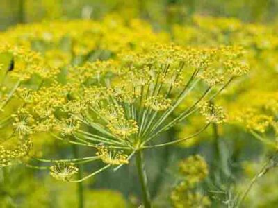 کشت رازیانه برای اولین بار در کردستان + فیلم