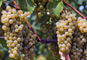 کاهش چشمگیر برداشت انگور استان مرکزی به دلیل سرمازدگی