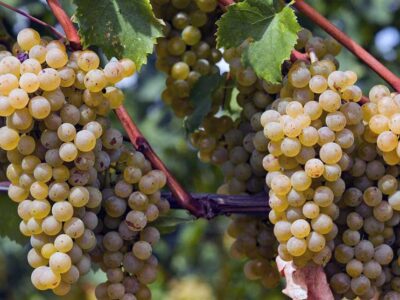 کاهش چشمگیر برداشت انگور استان مرکزی به دلیل سرمازدگی