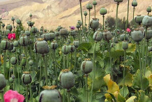 نقدی علمی بر قانونی‌سازی کشت خشخاش در ایران