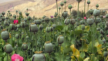 نقدی علمی بر قانونی‌سازی کشت خشخاش در ایران