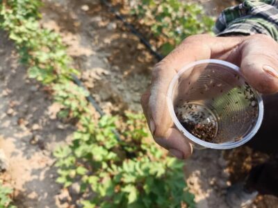 رهاسازی زنبور براکون در مزارع پنبه شهرستان زرین دشت