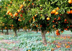 ۴۶۵ هکتار از باغهای بابل شناسنامهدار شد