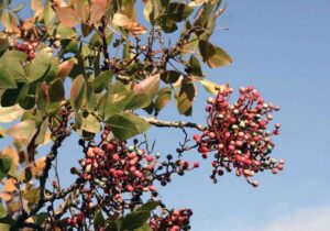 زنگ بنه به جان جنگل‌های کهگیلویه و بویراحمد افتاد