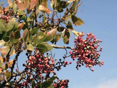 زنگ بنه به جان جنگل‌های کهگیلویه و بویراحمد افتاد