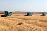 کاهش ۵۰۰ هزار تنی خرید تضمینی گندم استان گلستان در اثر خشکسالی/نگرانی از آینده کشاورزی گلستان