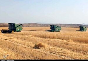 کاهش ۵۰۰ هزار تنی خرید تضمینی گندم استان گلستان در اثر خشکسالی/نگرانی از آینده کشاورزی گلستان