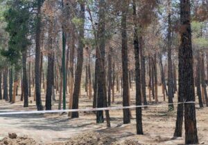 پارک‌های چیتگر و سرخه‌حصار در خطر جدی خشکسالی