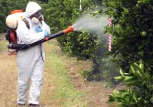 آغاز مبارزه با آفات باغ‌های مرکبات در گیلان + توصیه‌ها