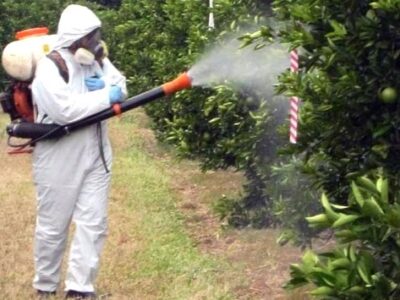 آغاز مبارزه با آفات باغ‌های مرکبات در گیلان + توصیه‌ها