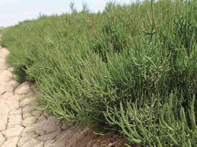 احداث نخستین مزرعه گیاه شورزی سالیکورنیا در زنجان + فیلم