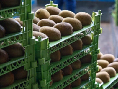 آغاز صادرات کیوی از ۷ مهرماه/پیش بینی تولید ۲۲۰ هزار تنی کیوی در گیلان