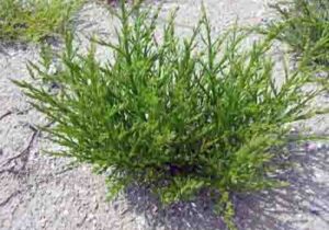 کشت گیاه مقاوم به شوری در ۳۰ هکتار از زمین‌های بوشهر