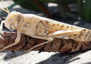 احتمال حمله ملخ‌های صحرایی از پاییز به کشور