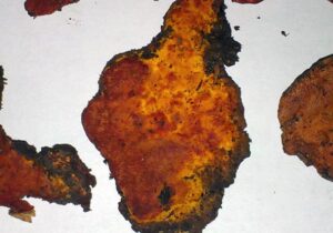 نوعی قارچ که سرطان را زمینگیر میکند