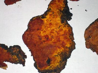 نوعی قارچ که سرطان را زمینگیر میکند