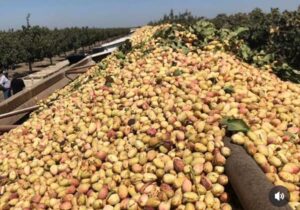 برداشت محصول پسته باغ خواننده مشهور