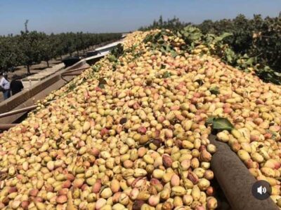 برداشت محصول پسته باغ خواننده مشهور