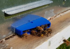 نوآوری برای سلامت زنبورها؛ HiveGate راهی تازه در طراحی ورودی کندو