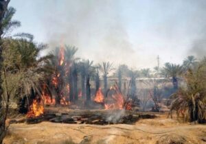 ۱۸ هزار اصله نخل خرما آبادان در آتش سوخت