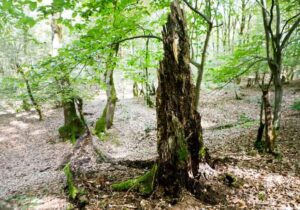 نابودی خاموش جنگل هیرکانی زیر سایه آفات و بیماری‌ها