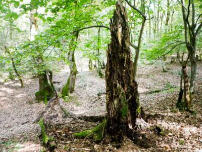 نابودی خاموش جنگل هیرکانی زیر سایه آفات و بیماری‌ها