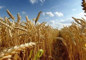 به‌نژادی سریع، گندم را تا ۶ سال جلو می‌اندازد