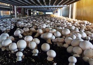 همدان قطب تولید قارچ کشور با بیش از پنج هزار تن در سال