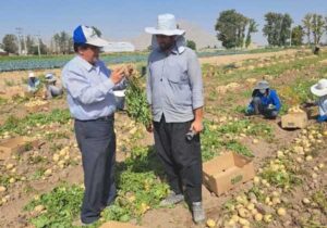 بذرهای دانش‌بنیان سیب‌زمینی، رقیبی جدی برای نمونه‌های خارجی است