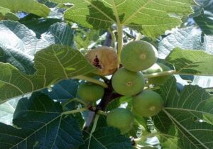 نابودی ۷۰ درصد انجیر نیریز در پی خشکیدگی تالاب بختگان و گرمای بیسابقه