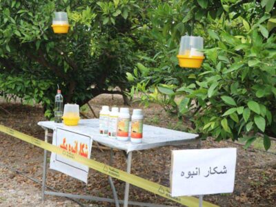 ردیابی و مدیریت آفت مگس میوه مدیترانه‌ای در باغ‌های بابل و قائم‌شهر