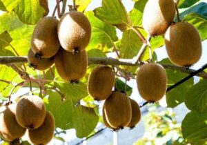 ایران رتبه پنجم جهان در تولید کیوی/صنایع تبدیلی کیوی حلقه راهبردی اتصال تولید به صادرات پایدار