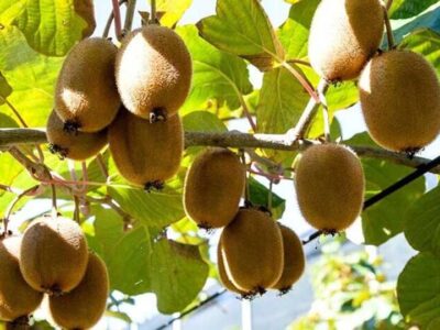 ایران رتبه پنجم جهان در تولید کیوی/صنایع تبدیلی کیوی حلقه راهبردی اتصال تولید به صادرات پایدار