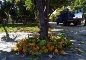 میزبانی نارنج‌ شهری مازندران از مگس‌ میوه