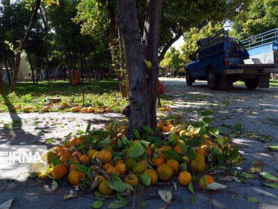میزبانی نارنج‌ شهری مازندران از مگس‌ میوه