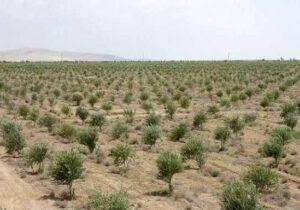 باغداران گیلانی مبارزه با آفت زیتون را جدی بگیرند