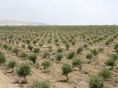 باغداران گیلانی مبارزه با آفت زیتون را جدی بگیرند
